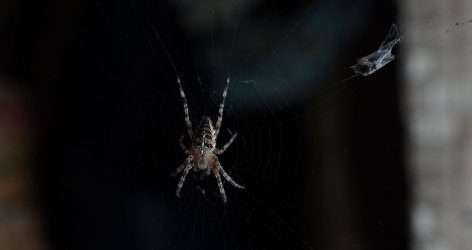 Spiders - strategic masters of passive income?